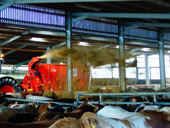 roter bvl einstreuer im stall mit kühen